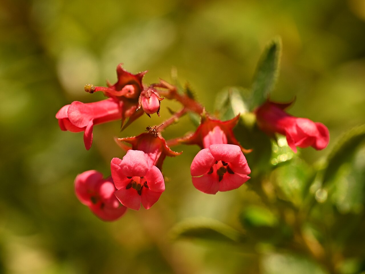Fleurs rouges tubulaires de l’escallonia rouge