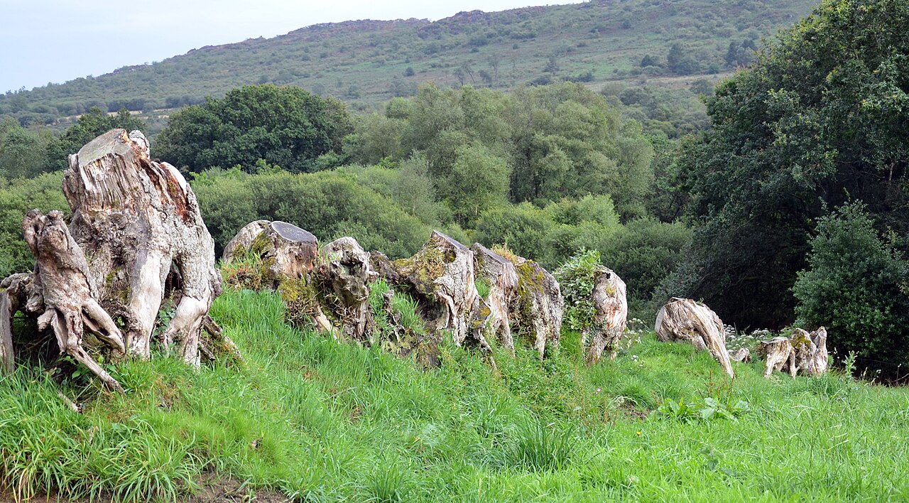 Talus avec anciens arbres de haie et végétation bocagère à Commana
