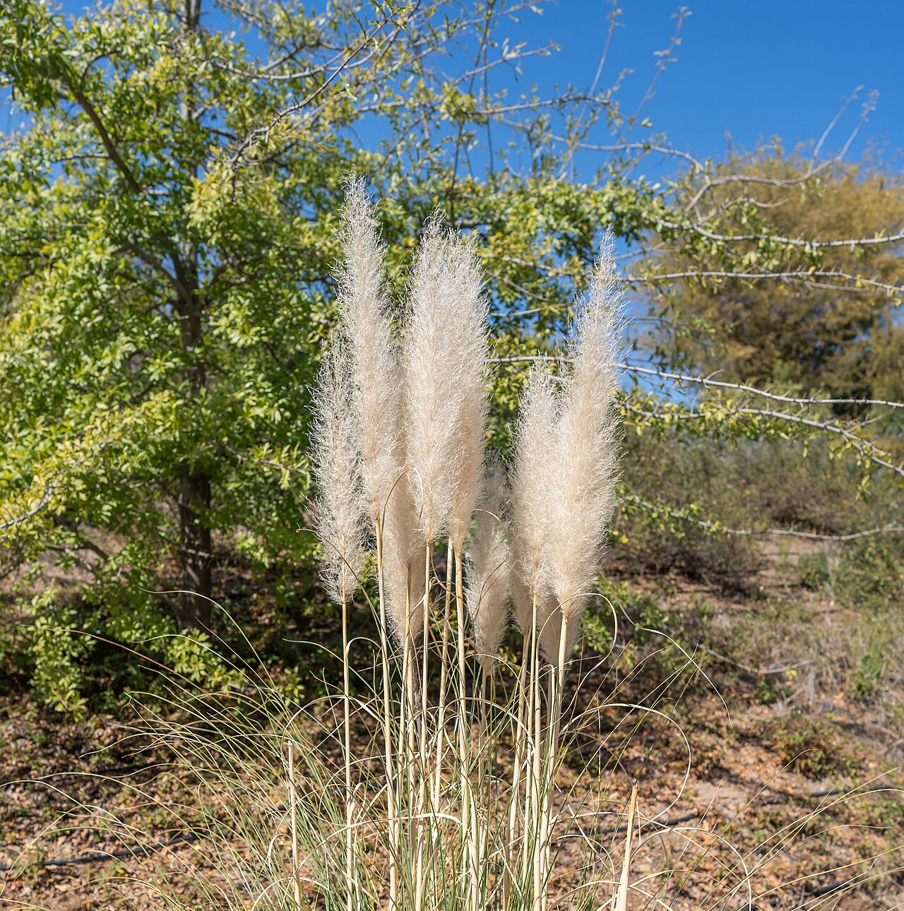 Plumeaux clairs de Cortaderia selloana au-dessus des longues feuilles