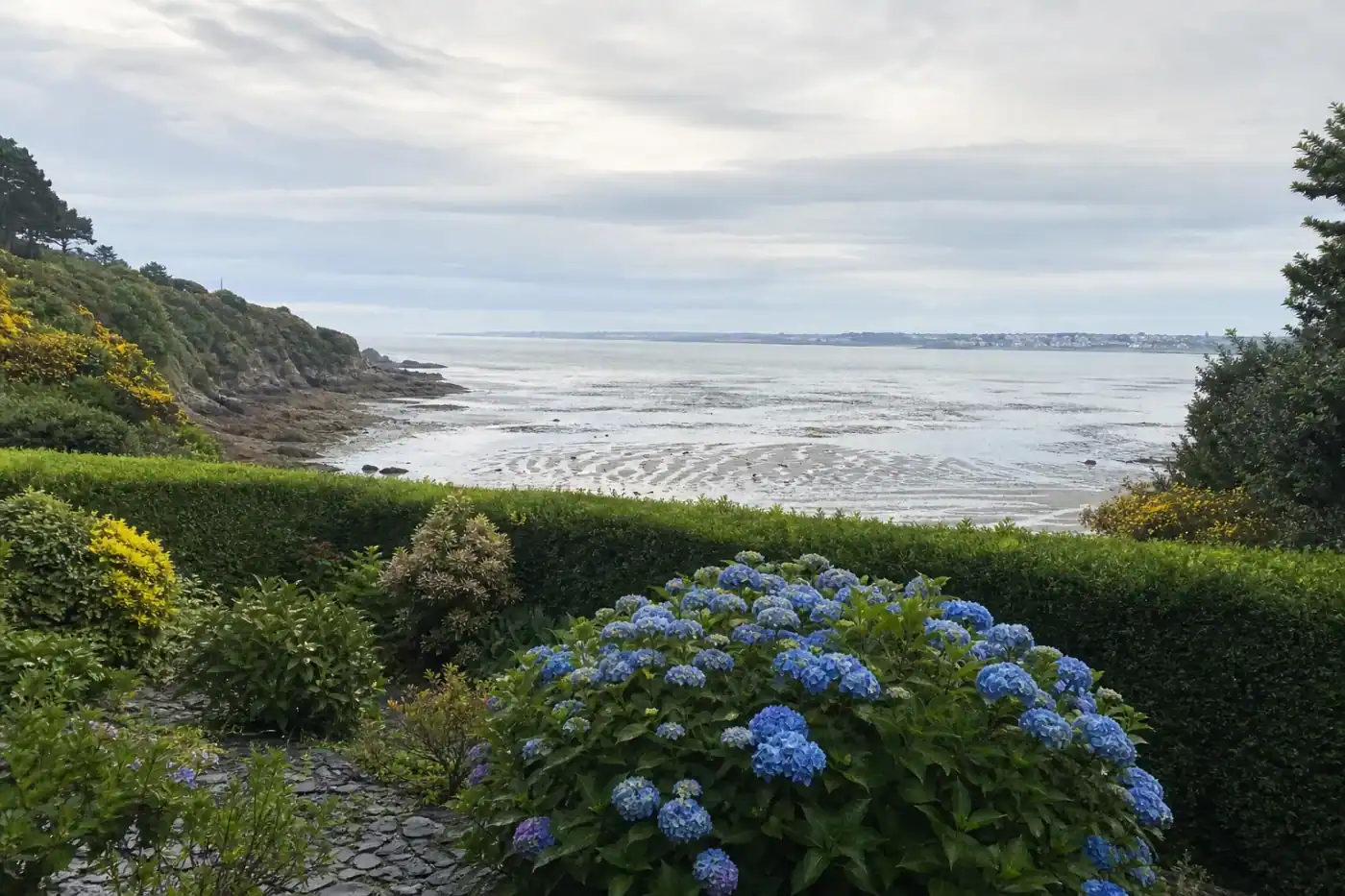 Haie littorale fraîchement taillée dans un jardin de Saint-Brieuc, forme nette et dense, face ouverte sur la baie, vent d'ouest et lumière côtière, massif d'hortensias bleus au premier plan sur sol de schiste.