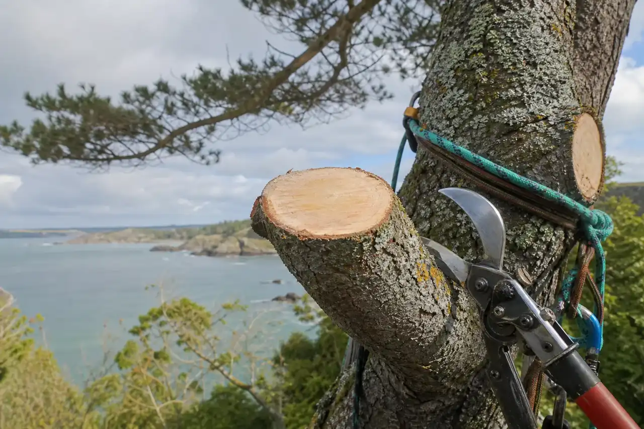 Gros plan sur une coupe d'élagage nette et fraîche sur une branche, sécateur de force et matériel de grimpe visibles, arbre de bord de mer courbé par le vent salin en arrière-plan.