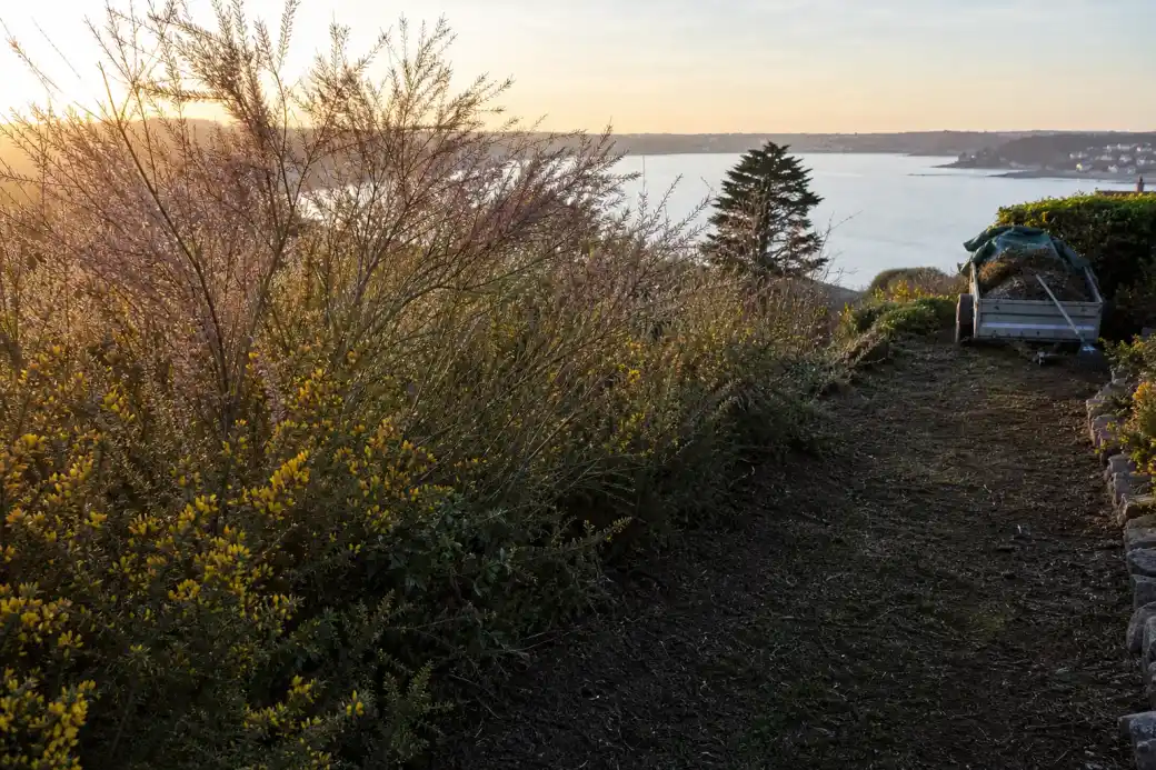 Massif littoral de tamaris et de genêts en bordure d'un jardin briochin, allée nettoyée et remorque bâchée de déchets verts à l'arrière-plan, lumière de fin de journée sur la baie.