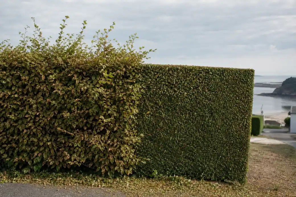 Haie de charmille vue de profil, moitié gauche ébouriffée et moitié droite taillée au carré : le contraste avant/après sur un seul sujet.