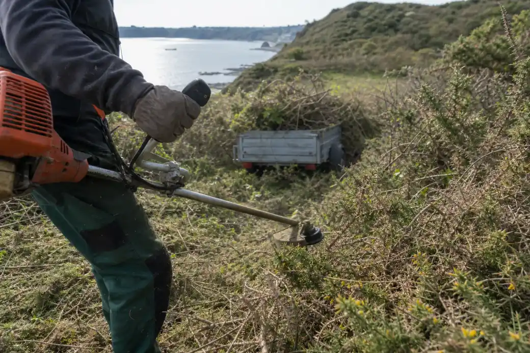 Gros plan sur une débroussailleuse thermique attaquant un massif d'ajoncs piquants, végétation coupée en tas et remorque d'évacuation visible en arrière-plan.