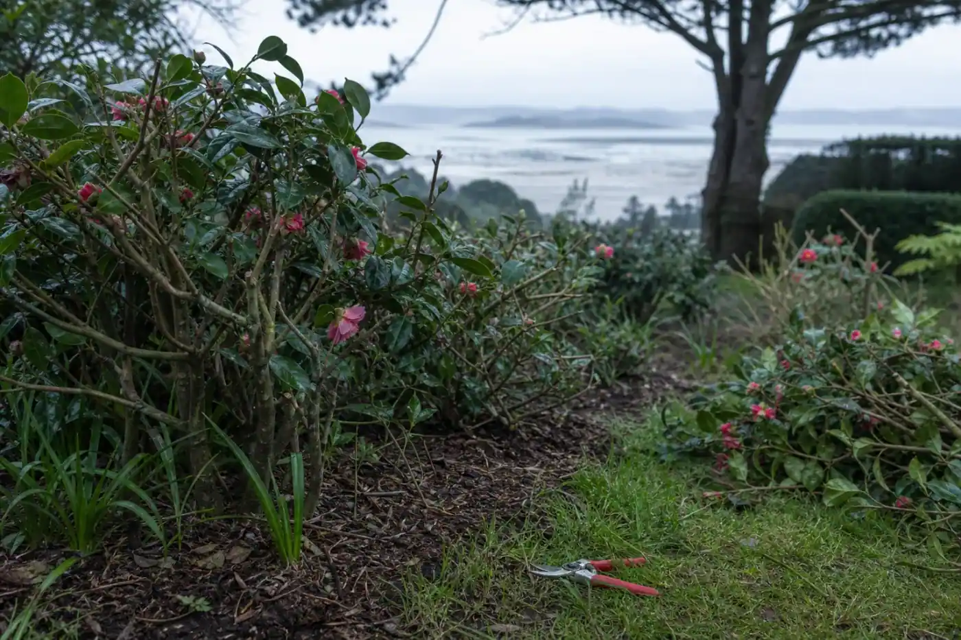 Taille au sécateur d'un camélia en fin d'hiver dans un jardin briochin abrité, pied de haie nettoyé et paillé, sol acide de schiste visible, lumière douce et humide.